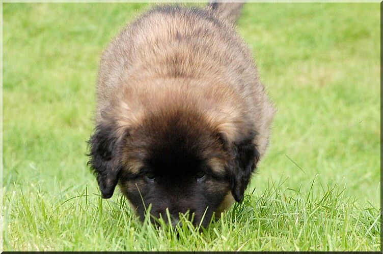 leonberger 085.jpg